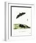 Pallas's Long-Tongued Bat-null-Framed Giclee Print