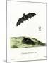 Pallas's Long-Tongued Bat-null-Mounted Giclee Print