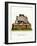 Pallas's Mastiff Bat-null-Framed Giclee Print