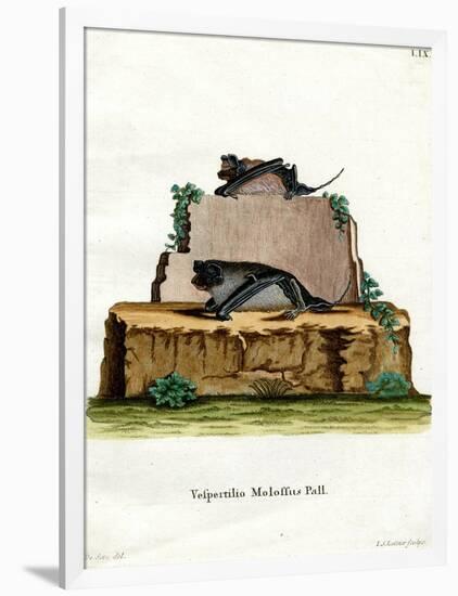 Pallas's Mastiff Bat-null-Framed Giclee Print