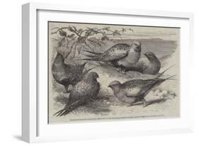 Pallas Sand-Grouse (Syrrhaptes Paradoxus) in the Zoological Society's Gardens, Regent's Park-William Stephen Coleman-Framed Giclee Print