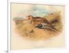 Pallass Sand-Grouse (Syrrhaptes paradoxus), 1900, (1900)-Charles Whymper-Framed Giclee Print