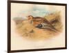 Pallass Sand-Grouse (Syrrhaptes paradoxus), 1900, (1900)-Charles Whymper-Framed Giclee Print