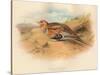 Pallass Sand-Grouse (Syrrhaptes paradoxus), 1900, (1900)-Charles Whymper-Stretched Canvas