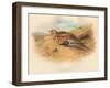 Pallass Sand-Grouse (Syrrhaptes paradoxus), 1900, (1900)-Charles Whymper-Framed Giclee Print