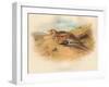 Pallass Sand-Grouse (Syrrhaptes paradoxus), 1900, (1900)-Charles Whymper-Framed Giclee Print