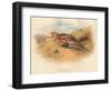 Pallass Sand-Grouse (Syrrhaptes paradoxus), 1900, (1900)-Charles Whymper-Framed Giclee Print