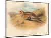 Pallass Sand-Grouse (Syrrhaptes paradoxus), 1900, (1900)-Charles Whymper-Mounted Giclee Print