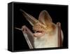 Pallid Bat (Antrozous Pallidus) in Captivity, Hidalgo County, New Mexico, USA, North America-James Hager-Framed Stretched Canvas