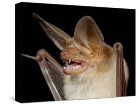 Pallid Bat (Antrozous Pallidus) in Captivity, Hidalgo County, New Mexico, USA, North America-James Hager-Stretched Canvas