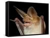 Pallid Bat (Antrozous Pallidus) in Captivity, Hidalgo County, New Mexico, USA, North America-James Hager-Framed Stretched Canvas