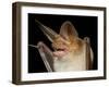 Pallid Bat (Antrozous Pallidus) in Captivity, Hidalgo County, New Mexico, USA, North America-James Hager-Framed Photographic Print