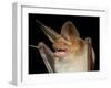 Pallid Bat (Antrozous Pallidus) in Captivity, Hidalgo County, New Mexico, USA, North America-James Hager-Framed Photographic Print