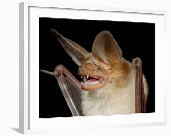 Pallid Bat (Antrozous Pallidus) in Captivity, Hidalgo County, New Mexico, USA, North America-James Hager-Framed Photographic Print