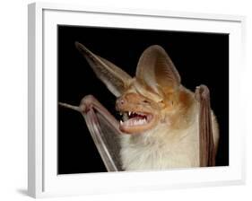 Pallid Bat (Antrozous Pallidus) in Captivity, Hidalgo County, New Mexico, USA, North America-James Hager-Framed Photographic Print