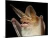 Pallid Bat (Antrozous Pallidus) in Captivity, Hidalgo County, New Mexico, USA, North America-James Hager-Mounted Photographic Print