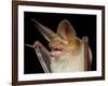 Pallid Bat (Antrozous Pallidus) in Captivity, Hidalgo County, New Mexico, USA, North America-James Hager-Framed Photographic Print