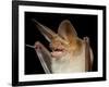 Pallid Bat (Antrozous Pallidus) in Captivity, Hidalgo County, New Mexico, USA, North America-James Hager-Framed Photographic Print