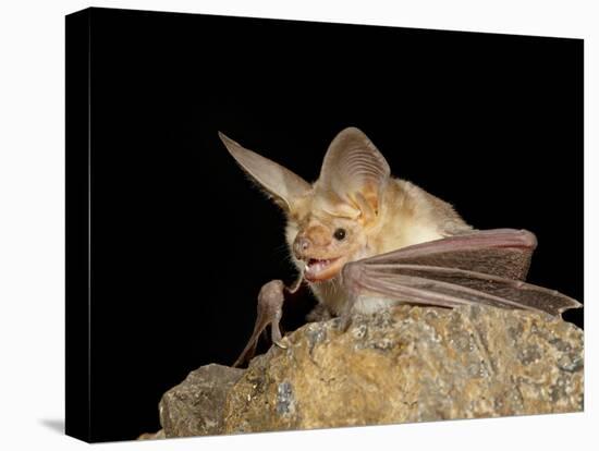 Pallid Bat (Antrozous Pallidus) in Captivity, Hidalgo County, New Mexico, USA, North America-James Hager-Stretched Canvas