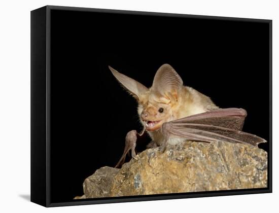 Pallid Bat (Antrozous Pallidus) in Captivity, Hidalgo County, New Mexico, USA, North America-James Hager-Framed Stretched Canvas