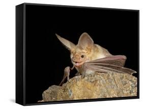 Pallid Bat (Antrozous Pallidus) in Captivity, Hidalgo County, New Mexico, USA, North America-James Hager-Framed Stretched Canvas