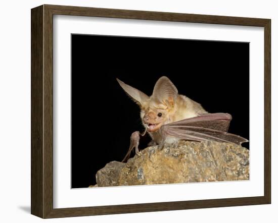 Pallid Bat (Antrozous Pallidus) in Captivity, Hidalgo County, New Mexico, USA, North America-James Hager-Framed Photographic Print