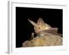 Pallid Bat (Antrozous Pallidus) in Captivity, Hidalgo County, New Mexico, USA, North America-James Hager-Framed Photographic Print