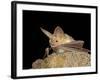 Pallid Bat (Antrozous Pallidus) in Captivity, Hidalgo County, New Mexico, USA, North America-James Hager-Framed Photographic Print