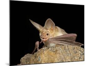 Pallid Bat (Antrozous Pallidus) in Captivity, Hidalgo County, New Mexico, USA, North America-James Hager-Mounted Photographic Print