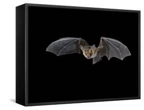 Pallid Bat in Flight, Near Portal, Arizona, USA-James Hager-Framed Stretched Canvas