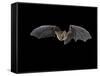 Pallid Bat in Flight, Near Portal, Arizona, USA-James Hager-Framed Stretched Canvas