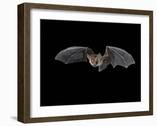 Pallid Bat in Flight, Near Portal, Arizona, USA-James Hager-Framed Photographic Print