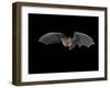 Pallid Bat in Flight, Near Portal, Arizona, USA-James Hager-Framed Photographic Print