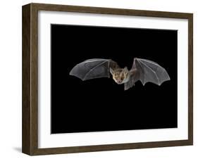 Pallid Bat in Flight, Near Portal, Arizona, USA-James Hager-Framed Photographic Print