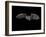 Pallid Bat in Flight, Near Portal, Arizona, USA-James Hager-Framed Photographic Print