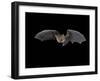 Pallid Bat in Flight, Near Portal, Arizona, USA-James Hager-Framed Photographic Print