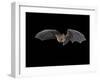 Pallid Bat in Flight, Near Portal, Arizona, USA-James Hager-Framed Photographic Print