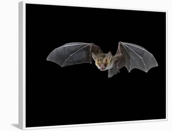 Pallid Bat in Flight, Near Portal, Arizona, USA-James Hager-Framed Photographic Print