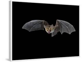 Pallid Bat in Flight, Near Portal, Arizona, USA-James Hager-Framed Photographic Print