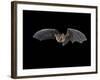 Pallid Bat in Flight, Near Portal, Arizona, USA-James Hager-Framed Photographic Print