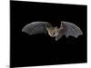 Pallid Bat in Flight, Near Portal, Arizona, USA-James Hager-Mounted Photographic Print
