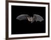 Pallid Bat in Flight, Near Portal, Arizona, USA-James Hager-Framed Photographic Print