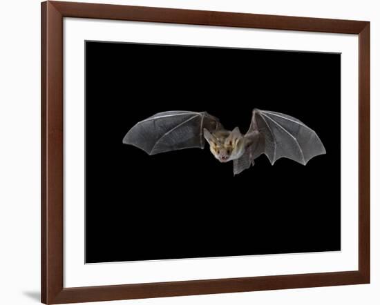 Pallid Bat in Flight, Near Portal, Arizona, USA-James Hager-Framed Photographic Print