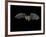 Pallid Bat in Flight, Near Portal, Arizona, USA-James Hager-Framed Photographic Print