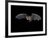 Pallid Bat in Flight, Near Portal, Arizona, USA-James Hager-Framed Photographic Print