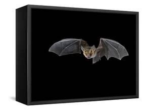 Pallid Bat in Flight, Near Portal, Arizona, USA-James Hager-Framed Stretched Canvas