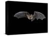 Pallid Bat in Flight, Near Portal, Arizona, USA-James Hager-Stretched Canvas