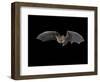 Pallid Bat in Flight, Near Portal, Arizona, USA-James Hager-Framed Photographic Print