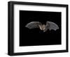 Pallid Bat in Flight, Near Portal, Arizona, USA-James Hager-Framed Photographic Print