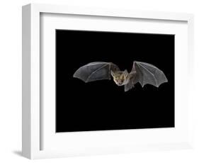 Pallid Bat in Flight, Near Portal, Arizona, USA-James Hager-Framed Photographic Print